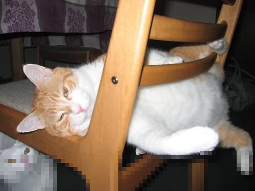 骑士铁蹄踏破群狼,塔图姆谱写节奏美学,两种统治,一种胜利法则