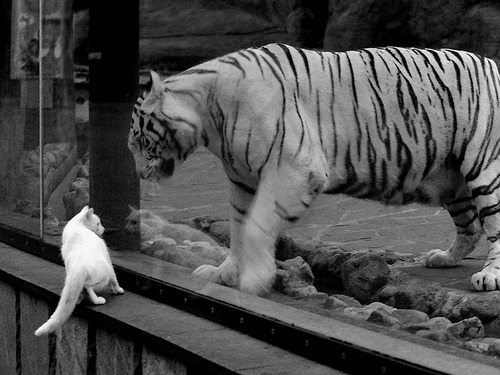 虚构还是记忆偏差?当基米希在精神层面带队比利时取胜的背后