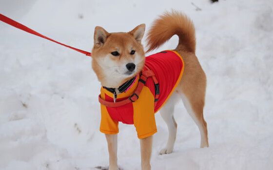 银河奔涌，孤星闪耀，当杜兰特的高光遇见凯尔特人的整体胜利