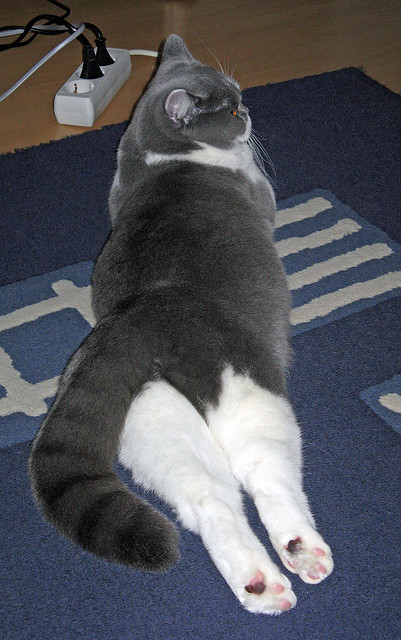 绿茵烽火连篮坛,英超争冠焦点战的跨时空投射