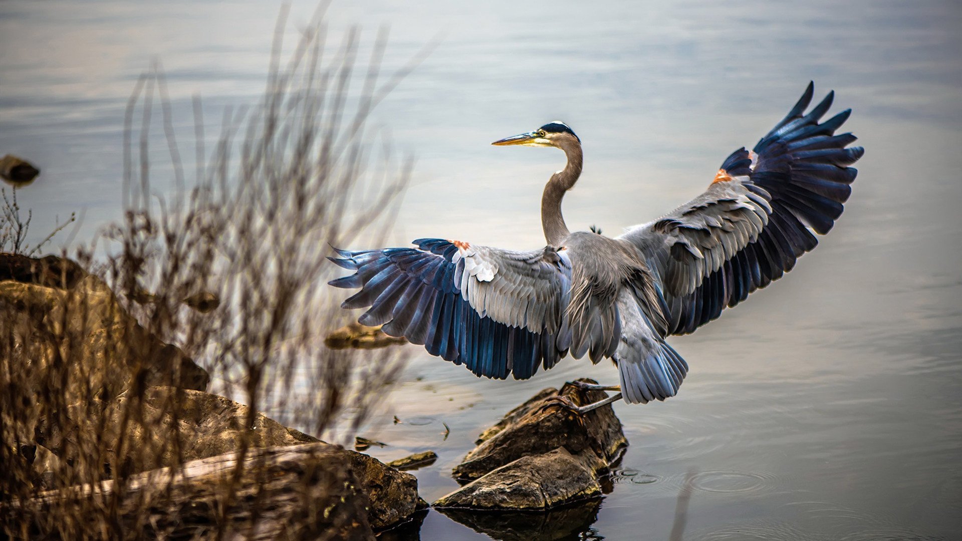 东方绿鹰破长空，沙特决胜尼日利亚夺奥运关键门票