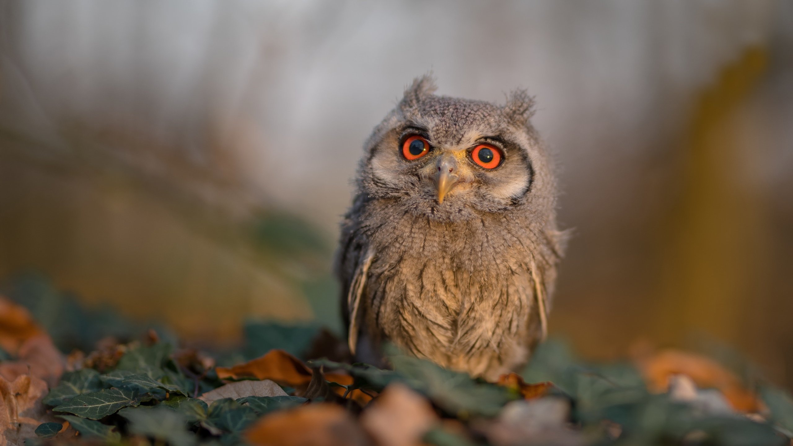 末节风暴！武切维奇唯一主宰，开拓者惊险蛰伏黄蜂