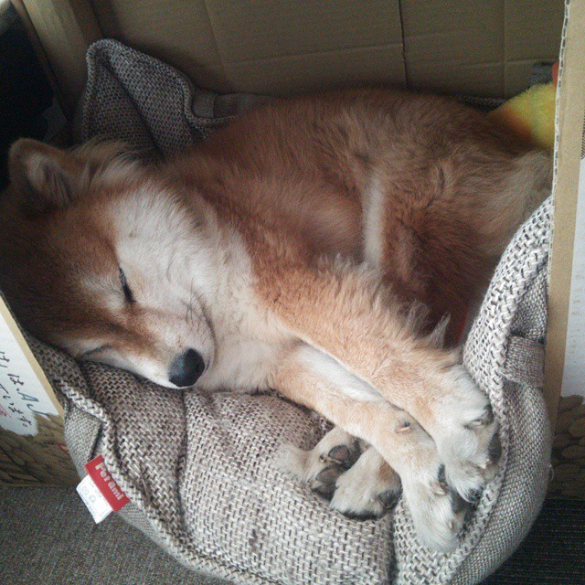 陨石与樱花，当梅西的左脚照亮横滨之夜