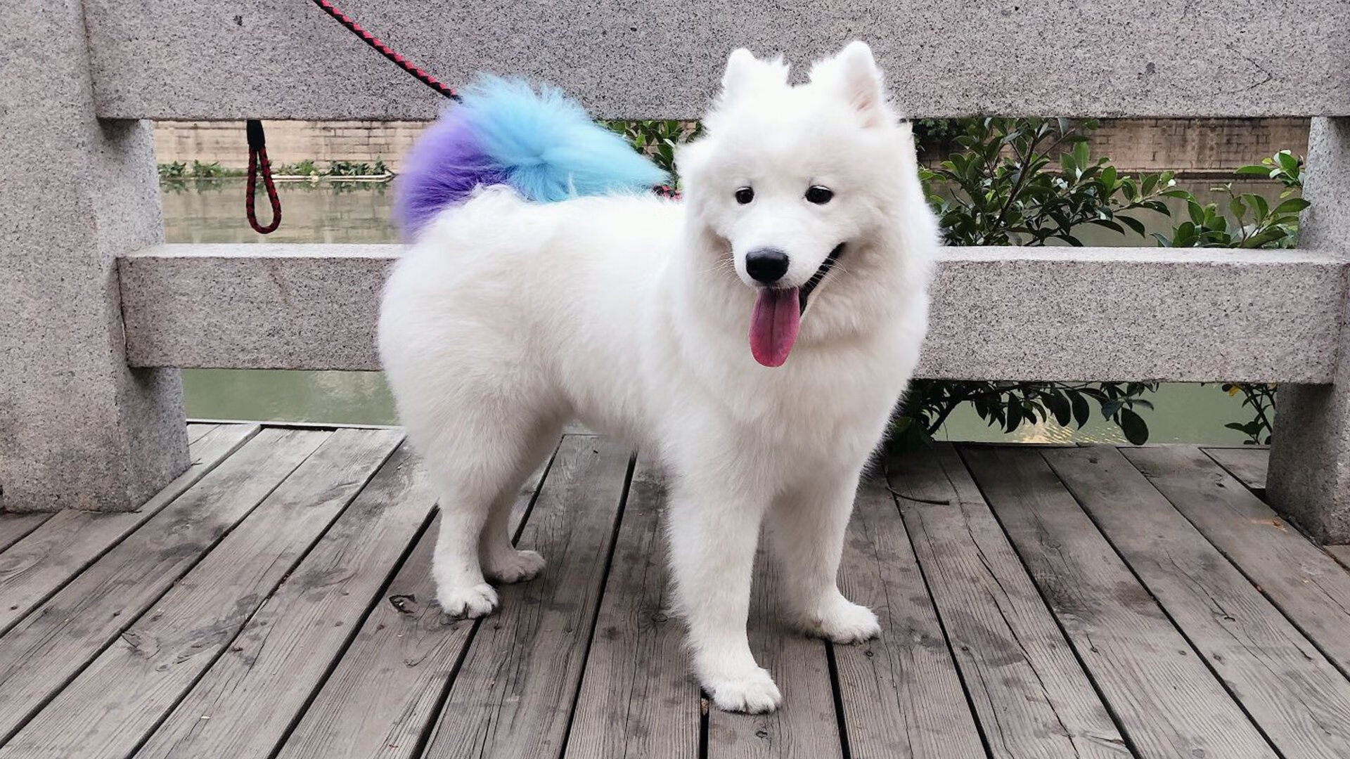 詹姆斯爆发助广厦队硬仗取胜，力克猛龙迎连胜