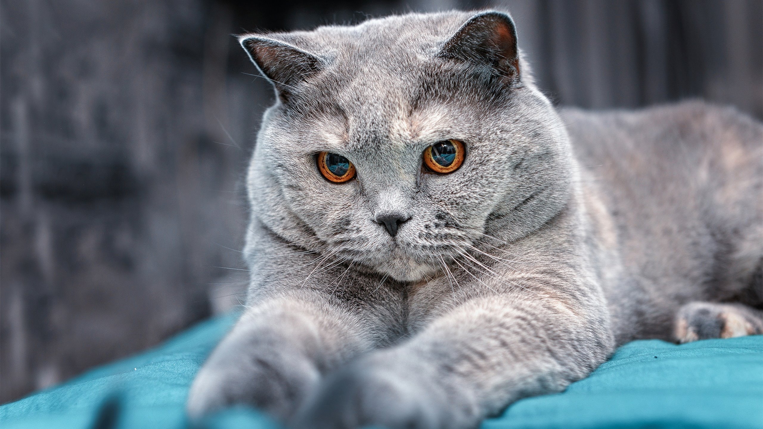 雷火电竞简介-沉默的权杖，当澳大利亚以阿拉巴为盾，刺穿巴西的桑巴之舞